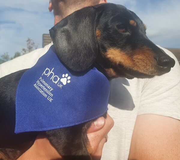 Dog bandana - Image 3