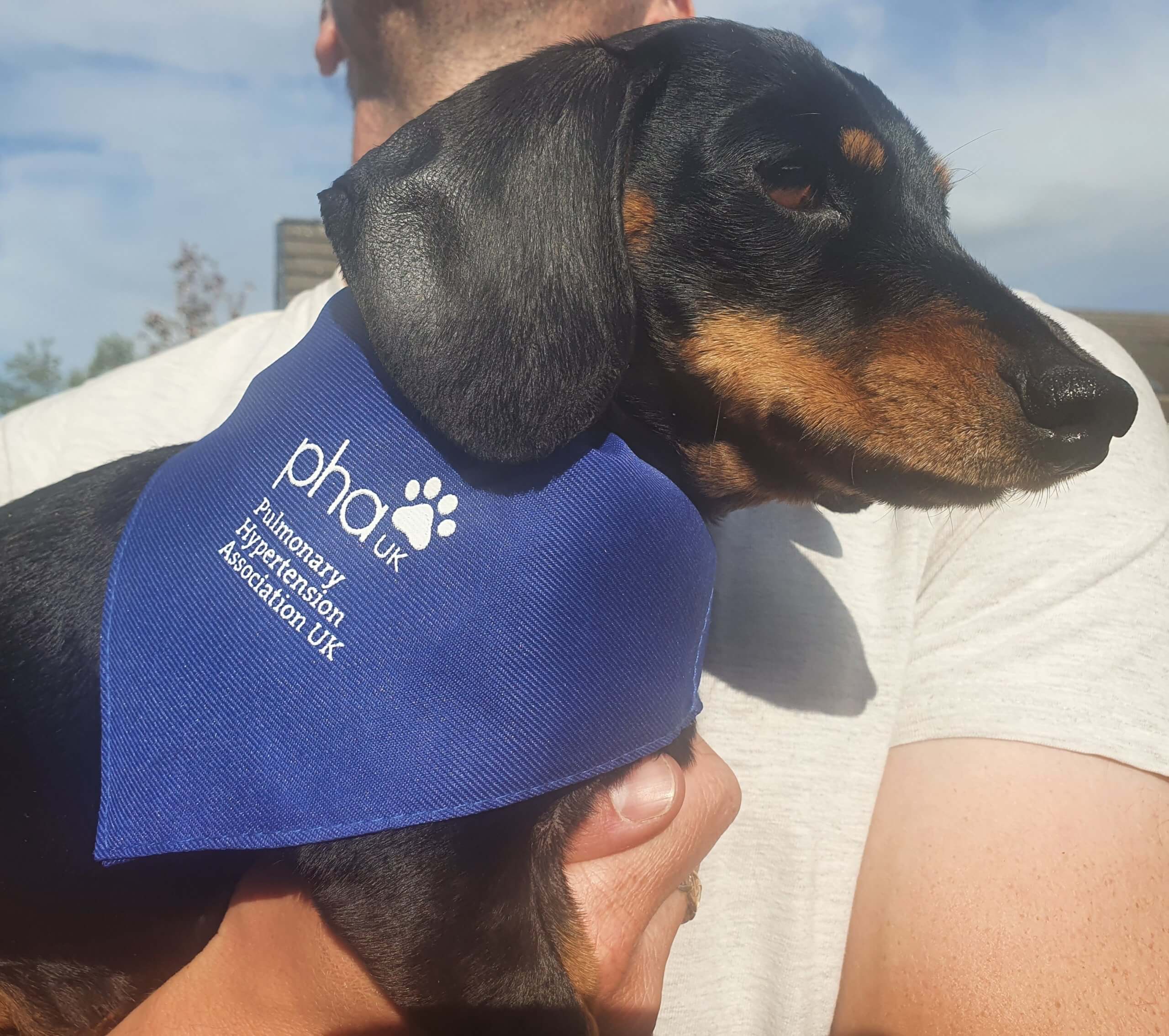 Dog bandana - Image 3