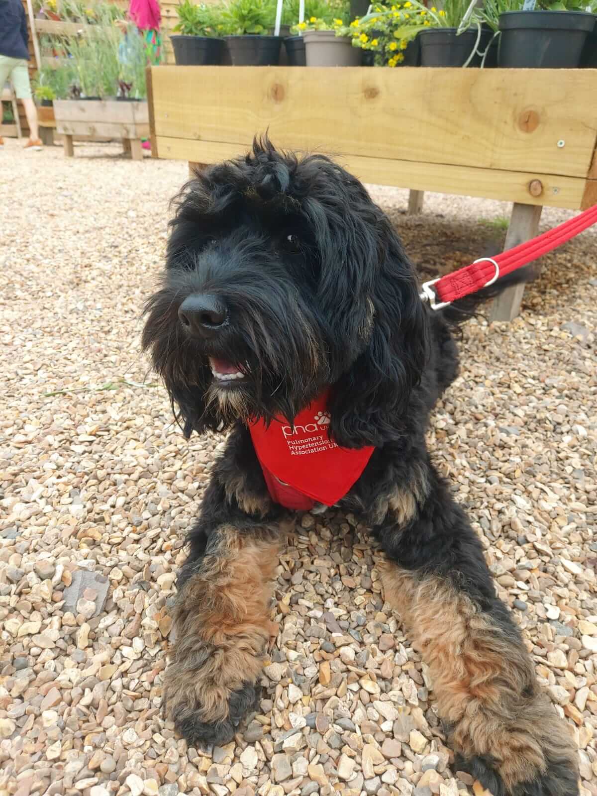 Dog bandana - Image 7