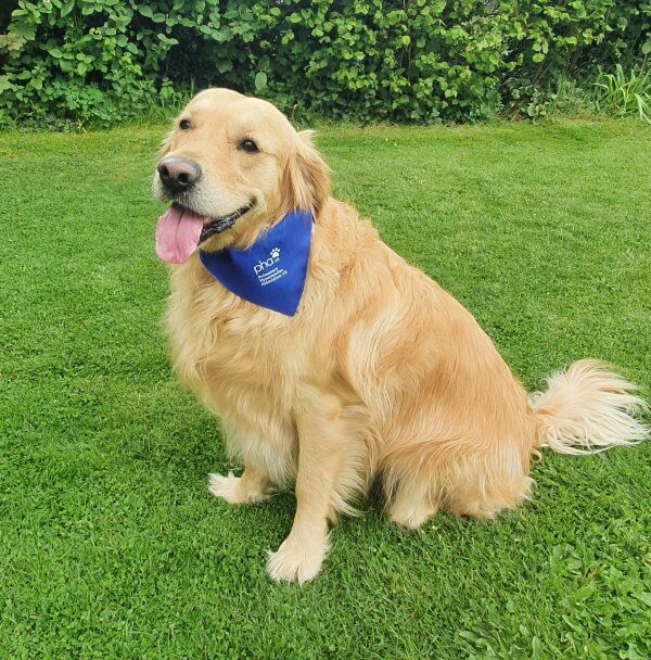 Dog bandana - Image 2