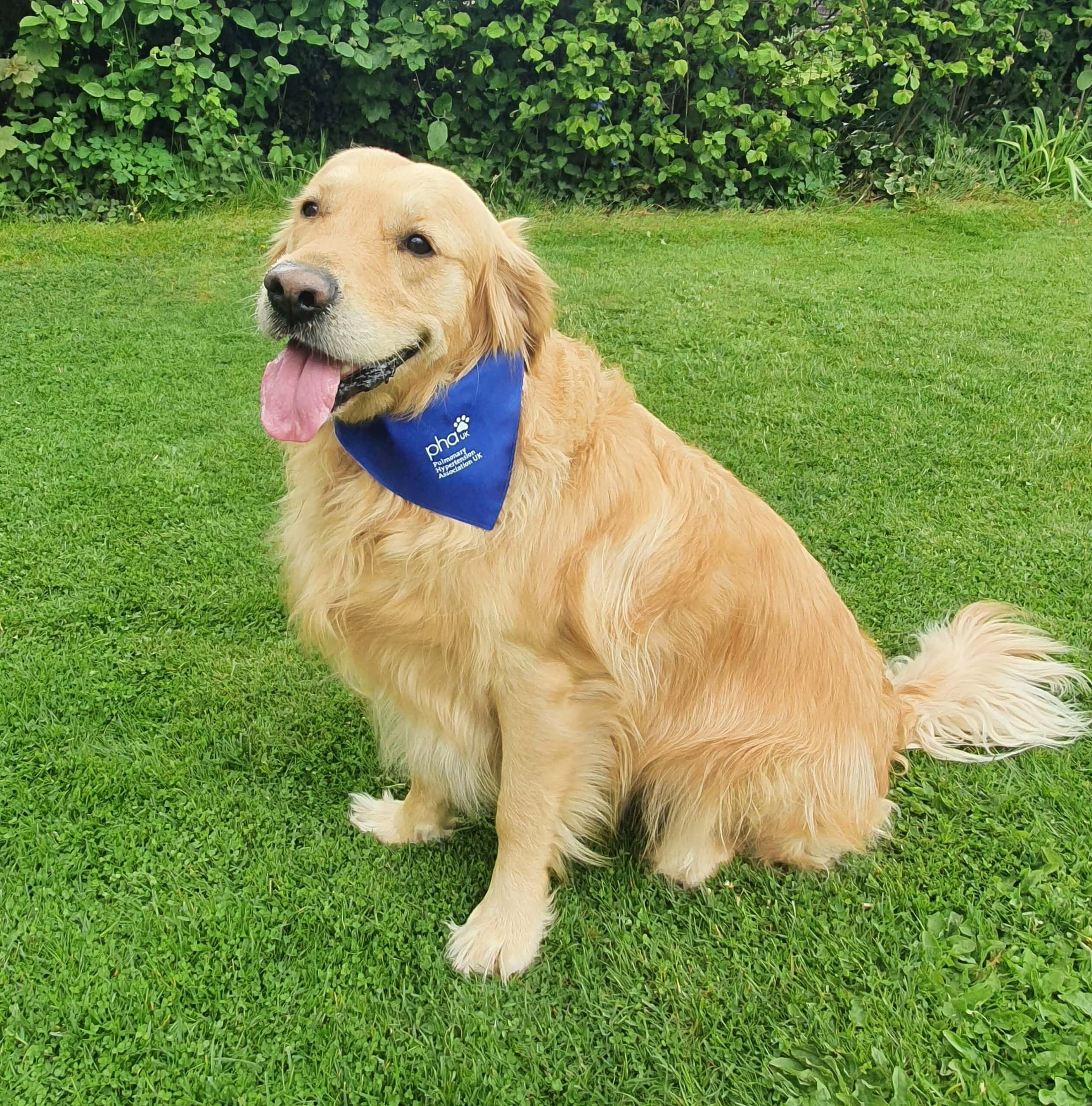 Dog bandana - Image 2