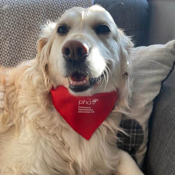 Dog bandana - Image 4