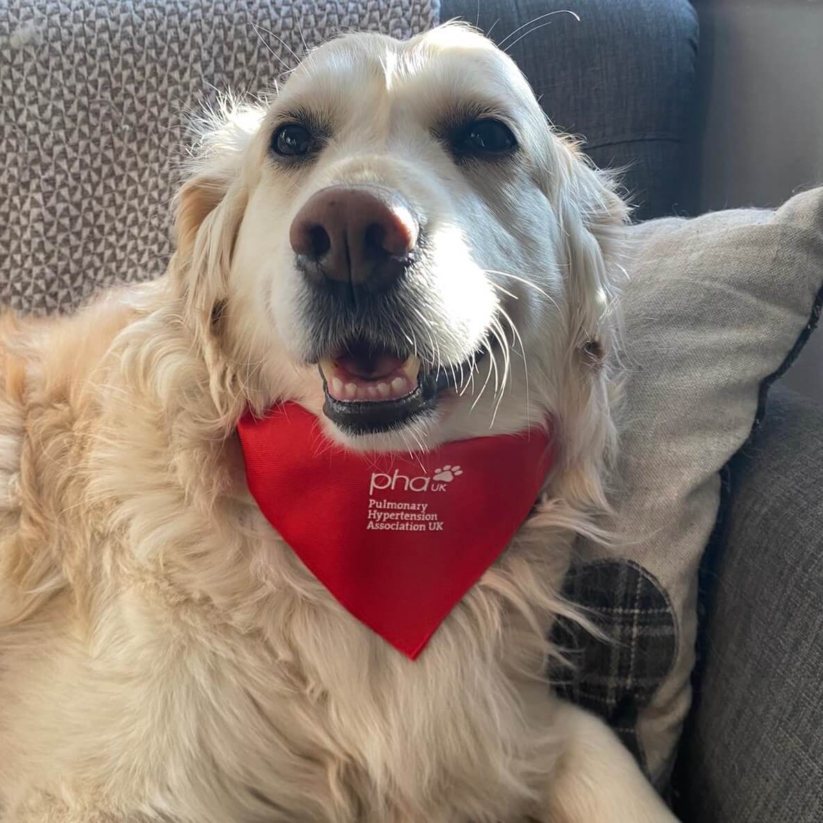 Dog bandana - Image 4