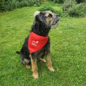 Dog bandana