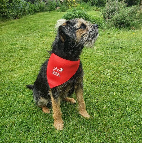 Dog bandana