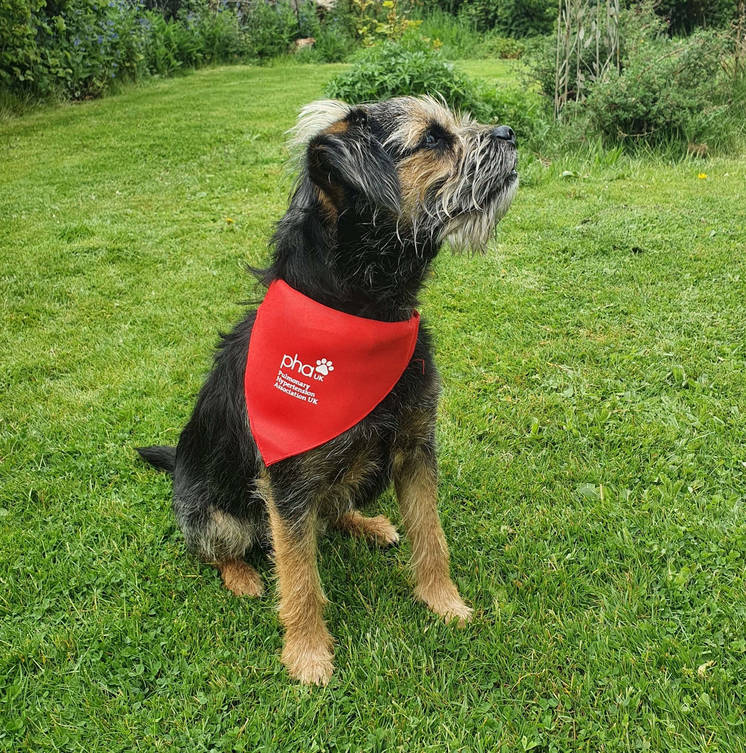 Dog bandana